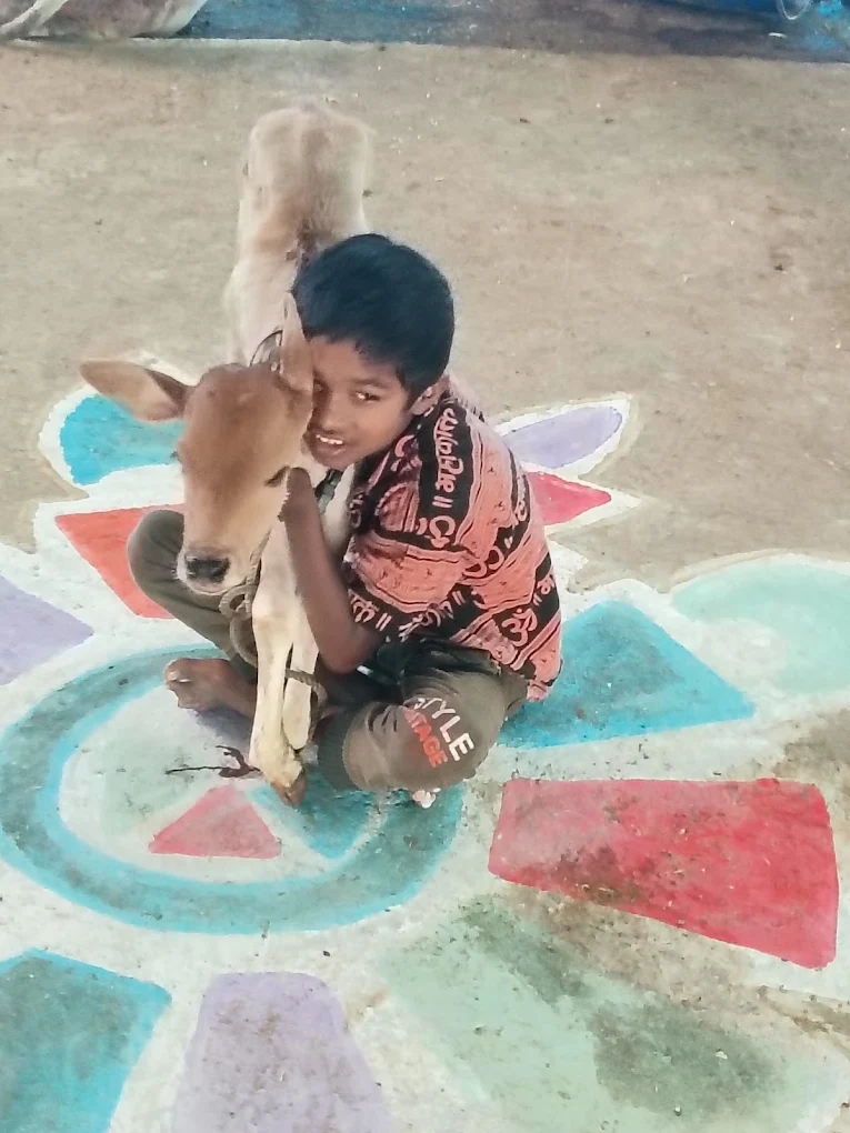 A boy hugging a calf on a painted rangoli