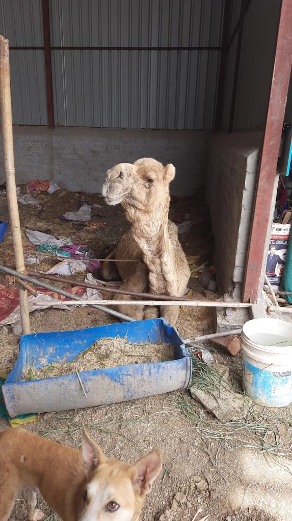 A rescued camel resting in the shed