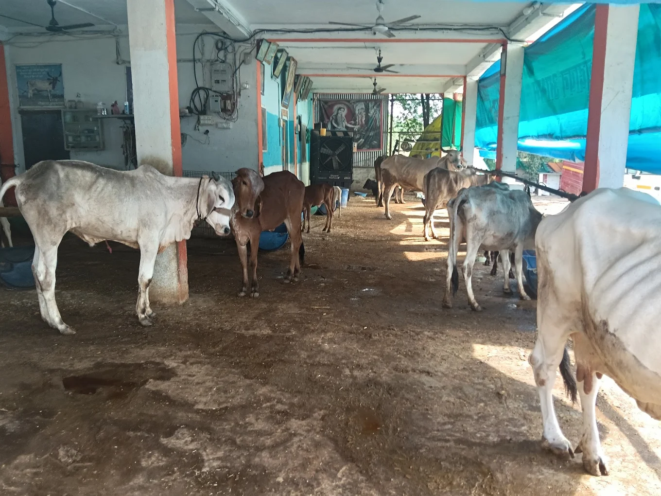 Cows resting inside the shed