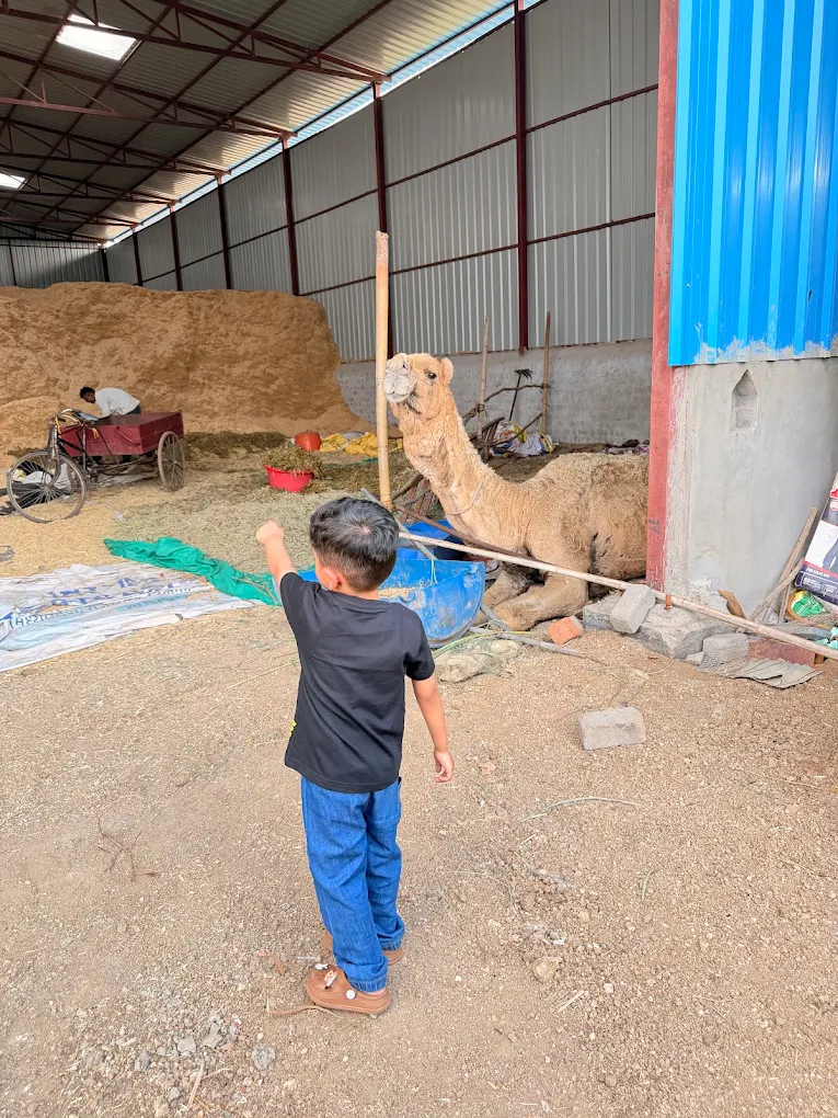 A boy visiting the camel