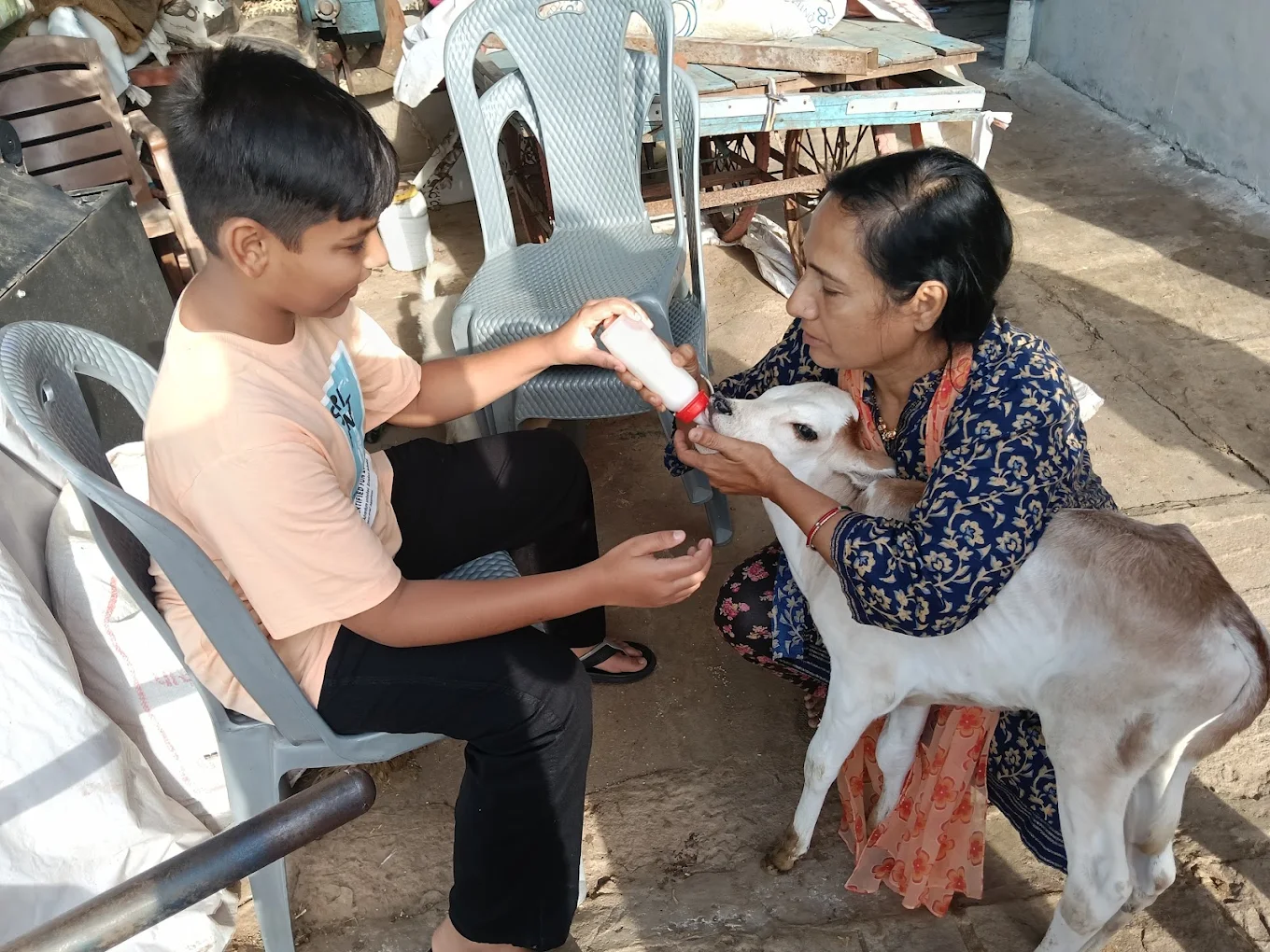 A boy with Meeta and a calf