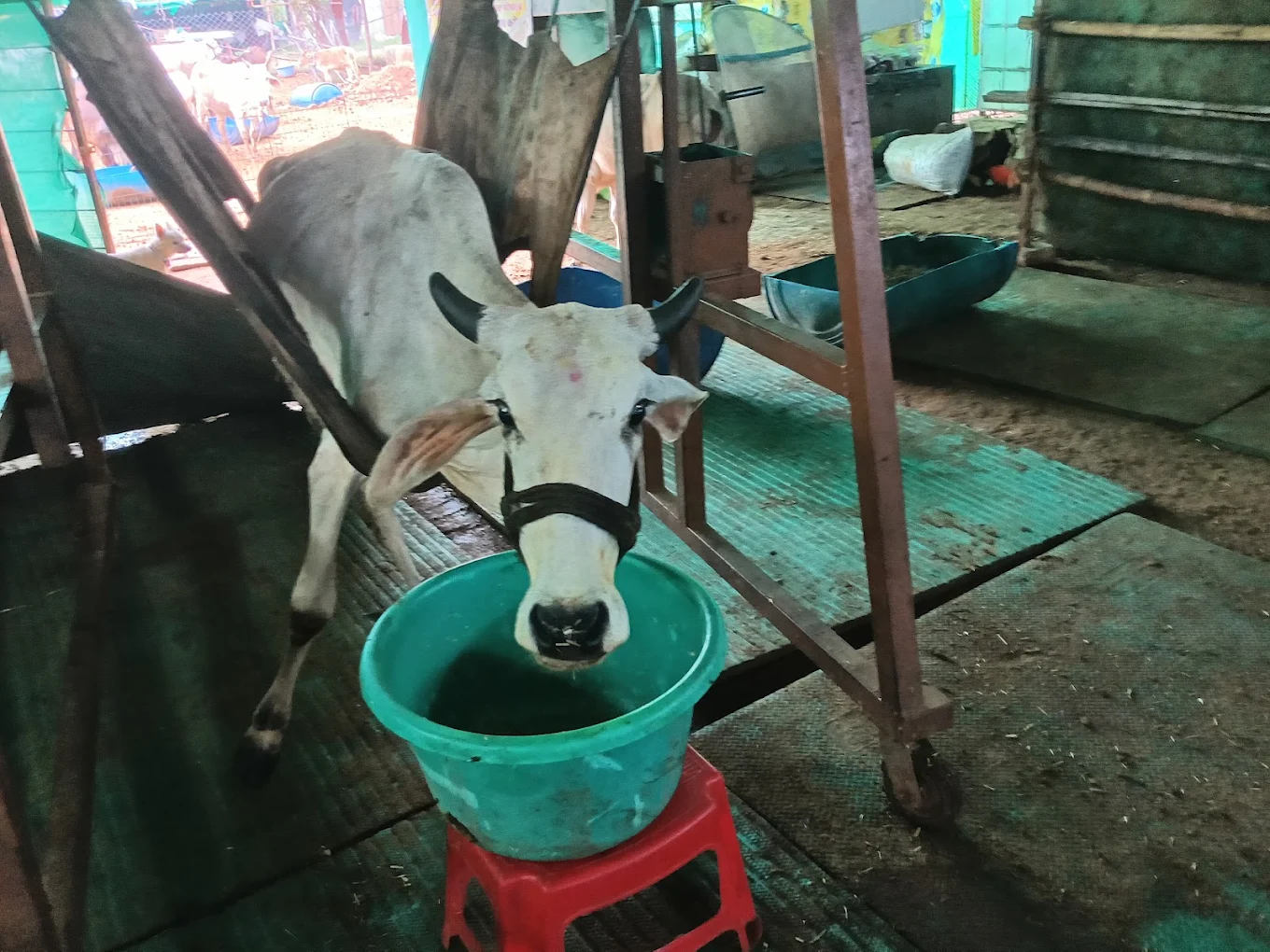 A calf drinking from a bucket