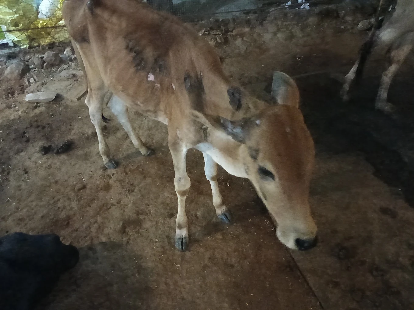 A calf looking at the camera