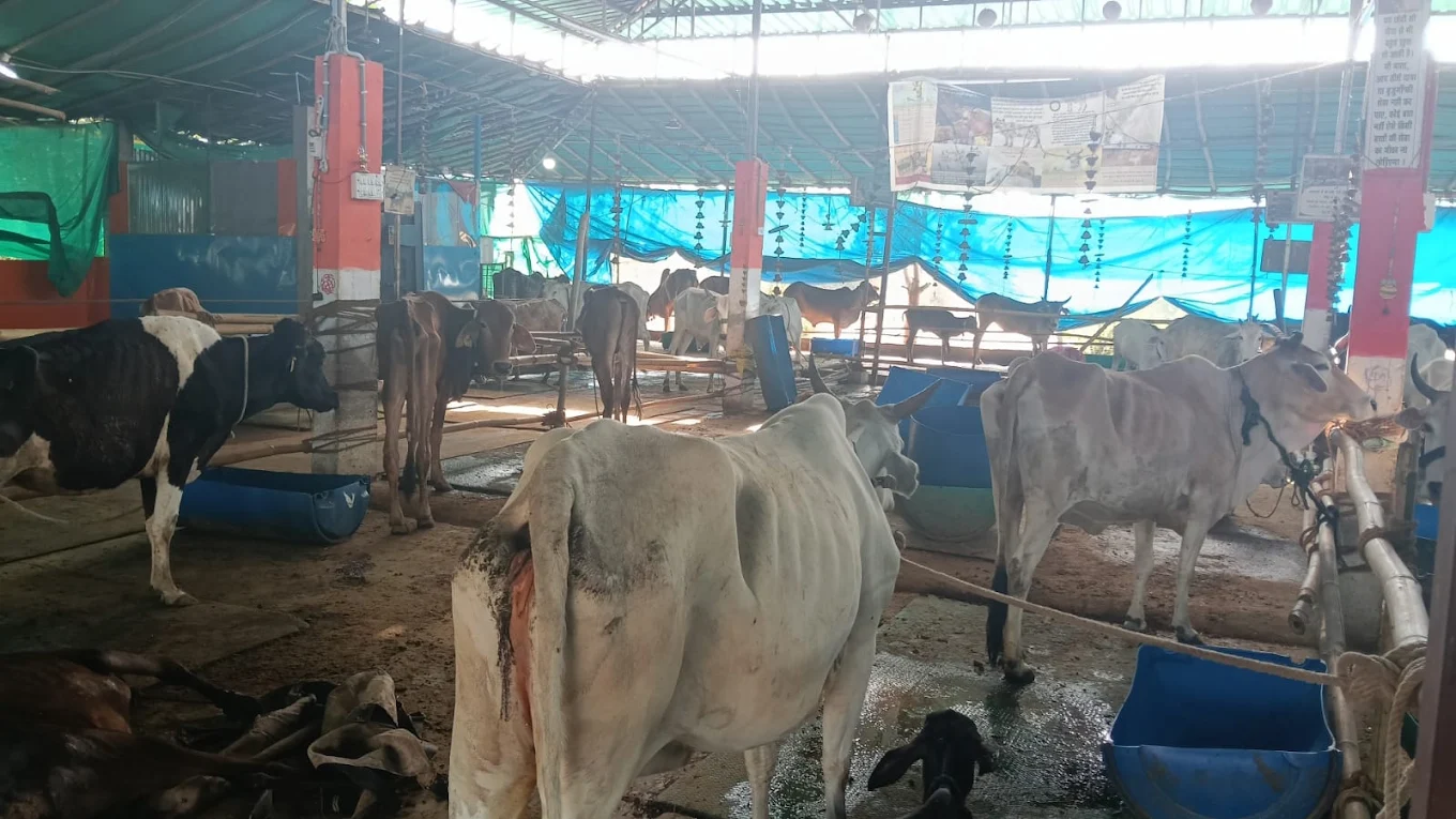 Cows in the open shed