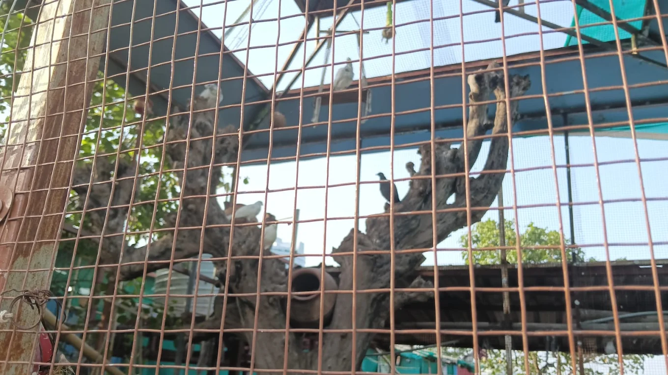 Rescued dogs in the enclosure