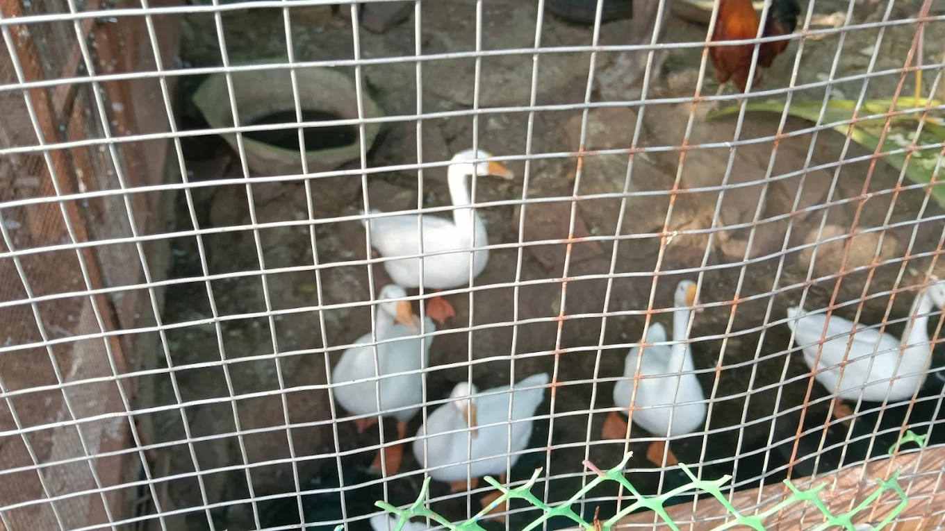 Geese in their enclosure