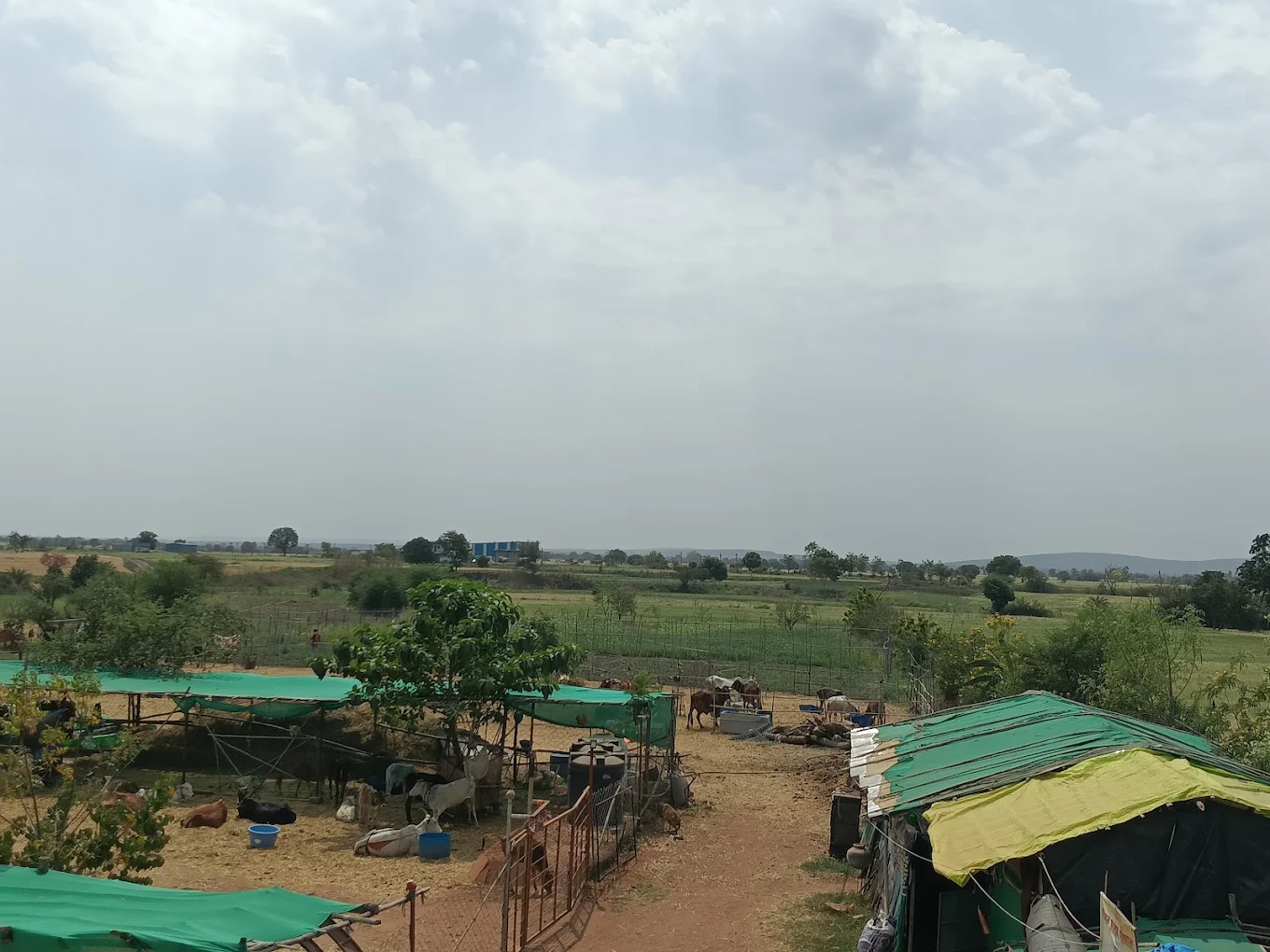Fields around the gaushala