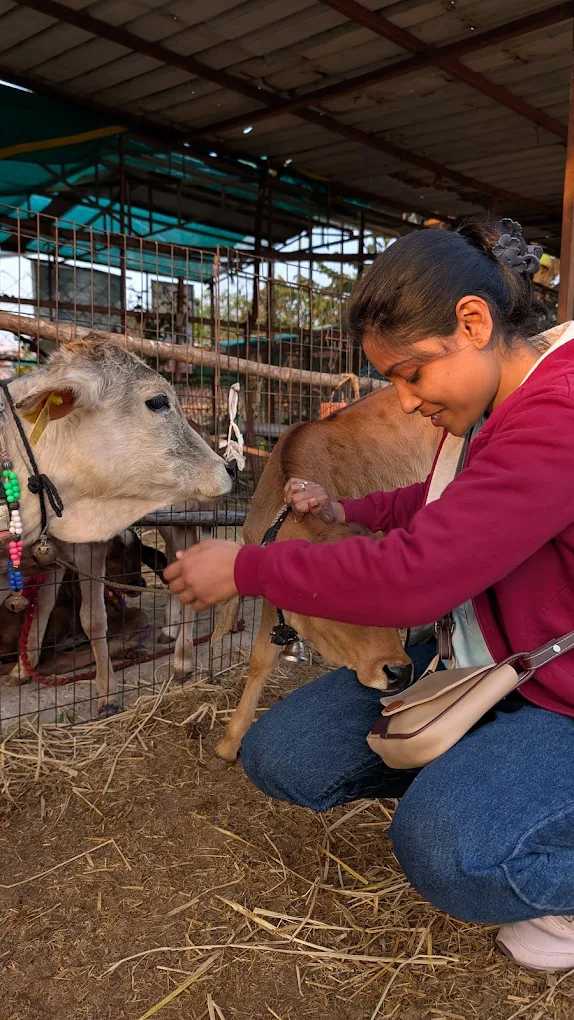 Meeta caring for a cow
