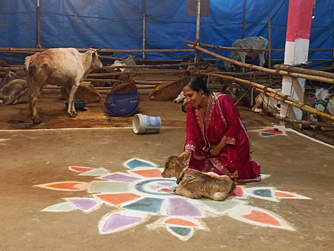 Meeta with a calf on a rangoli during Govardhan Puja