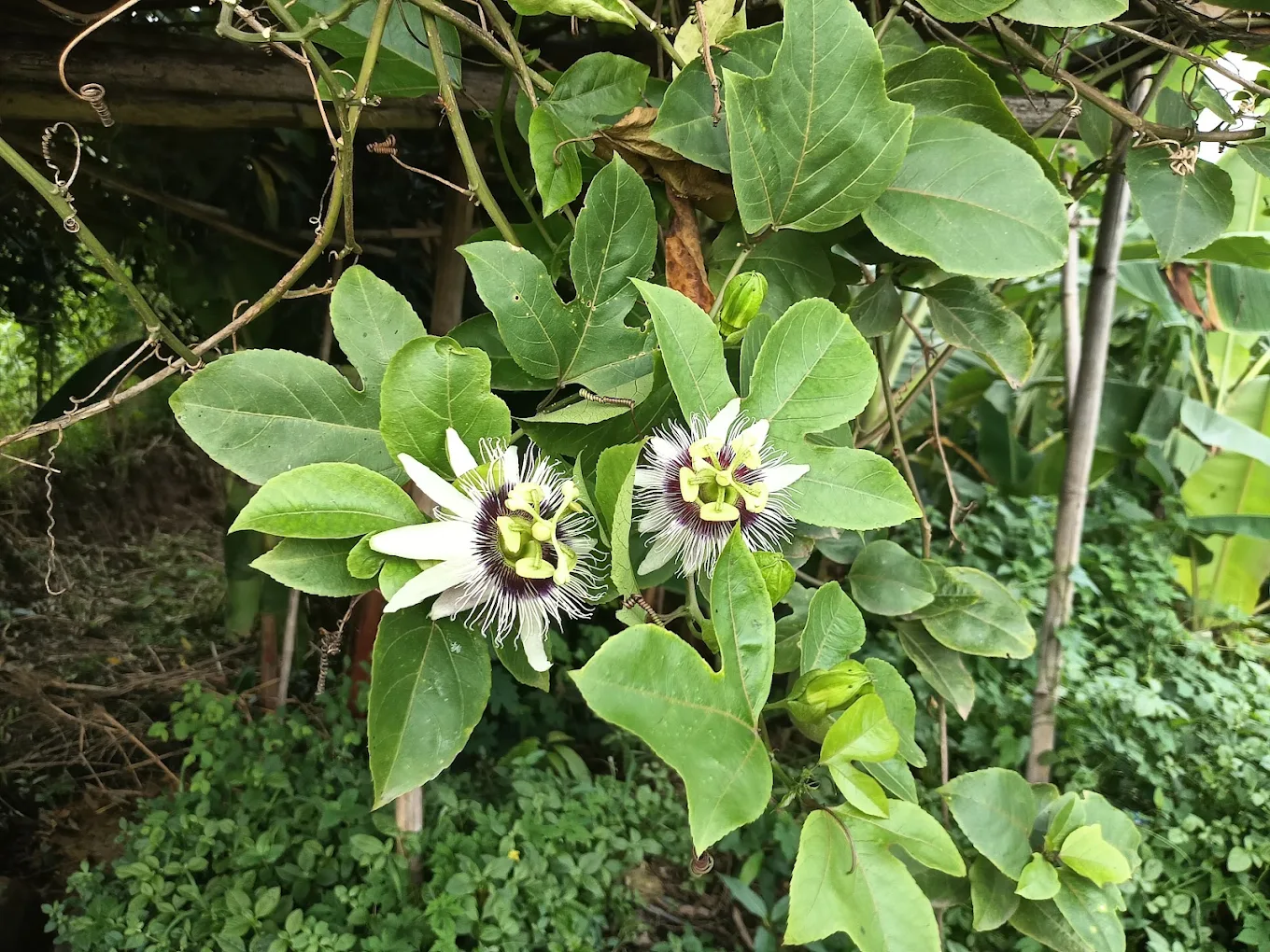 Passion flower