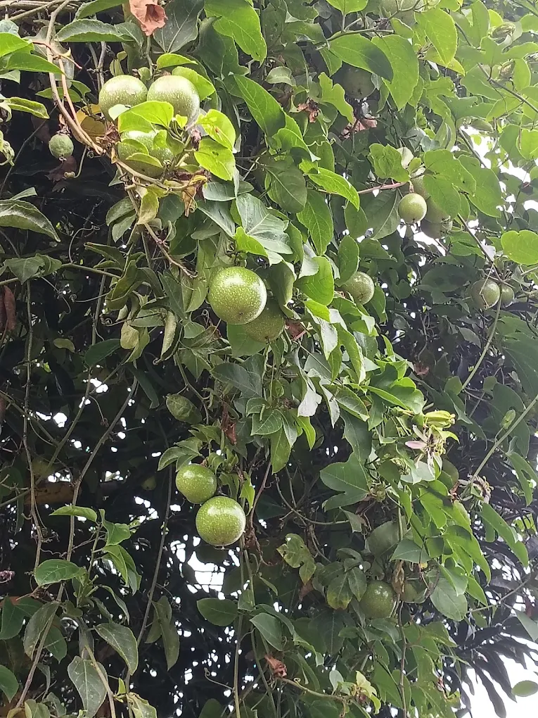 Passion fruit vine