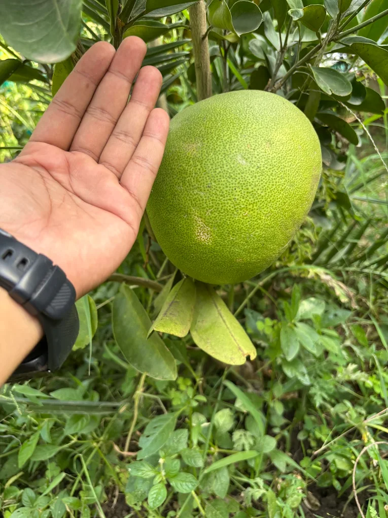 Pomelo grown at the aashram