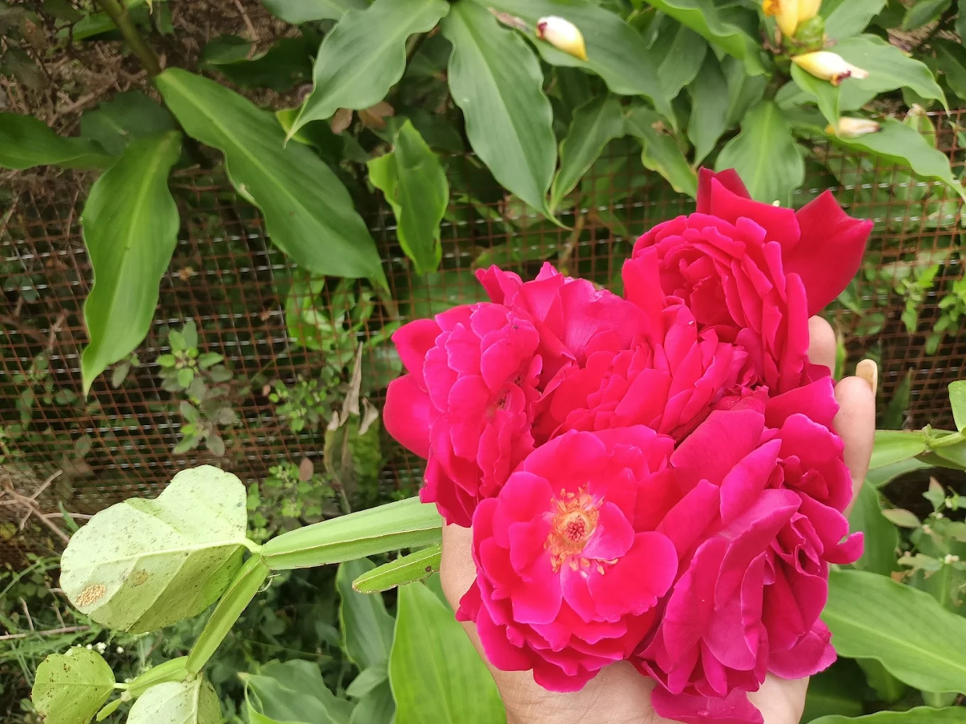 Roses in the garden