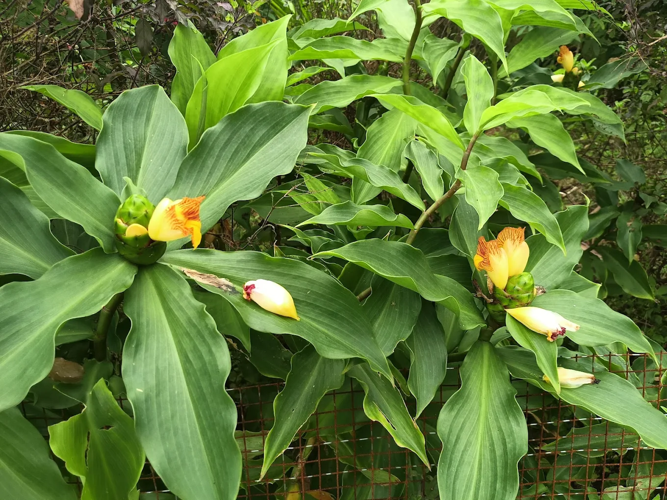 Turmeric flower