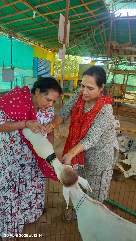 Women visitors with a calf