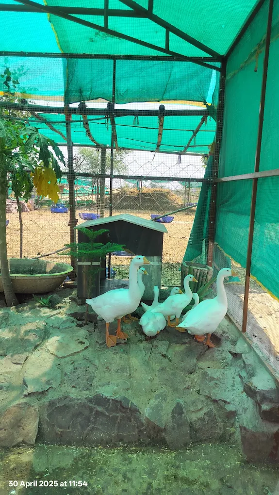 Geese in their enclosure