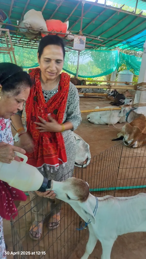Bottle-feeding a calf at the gaushala