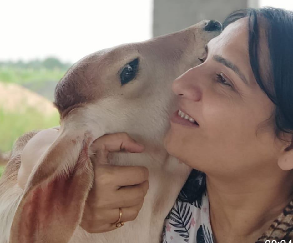 Meeta Nair with a rescued calf at the gaushala