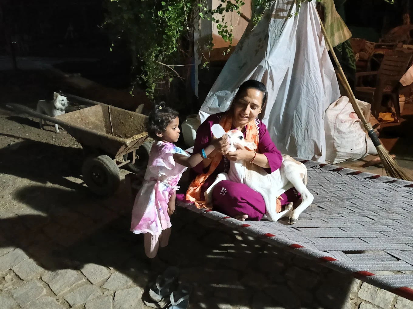 Meeta bottle-feeding a calf on a cot at night as a child watches