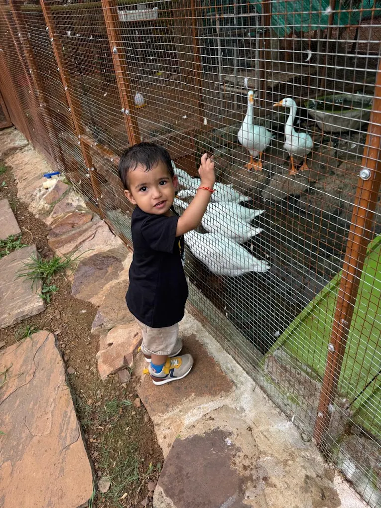 A toddler watching the geese