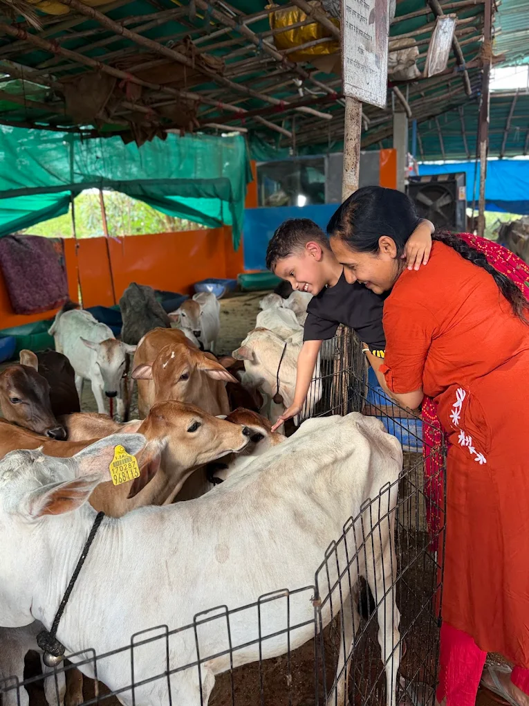 Visitors greeting the calves